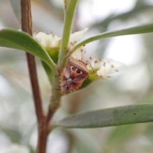 Eupolemus angularis at Murrumbateman, NSW - 25 Jan 2023