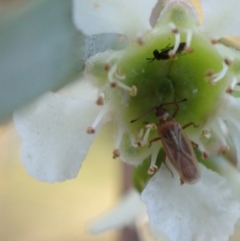 Tingidae sp. (family) (Lace bug) at Murrumbateman, NSW - 25 Jan 2023 by SimoneC