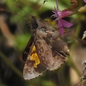 Trapezites phigalioides at Cotter River, ACT - 21 Jan 2023