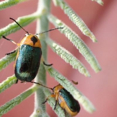 Aporocera (Aporocera) consors (A leaf beetle) at Murrumbateman, NSW - 24 Jan 2023 by SimoneC