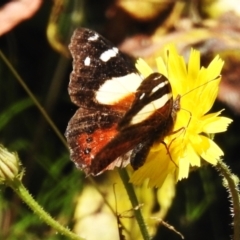 Vanessa itea (Yellow Admiral) at Namadgi National Park - 21 Jan 2023 by JohnBundock