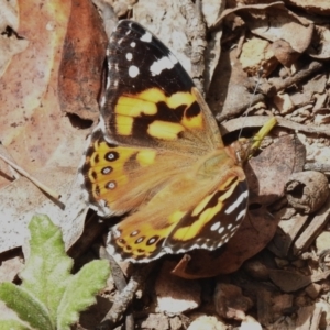 Vanessa kershawi at Cotter River, ACT - 21 Jan 2023 11:59 AM