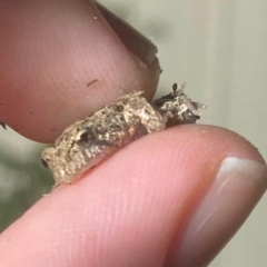 Crinia parinsignifera at suppressed - 28 Jan 2023