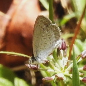 Zizina otis at Cotter River, ACT - 21 Jan 2023