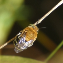 Amegilla sp. (genus) (Blue Banded Bee) at Jerrabomberra, NSW - 23 Jan 2023 by Steve_Bok