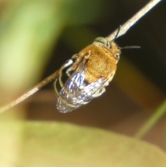 Amegilla sp. (genus) at Jerrabomberra, NSW - 23 Jan 2023