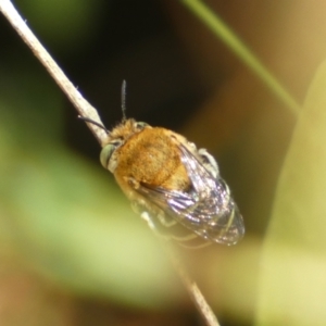 Amegilla sp. (genus) at Jerrabomberra, NSW - 23 Jan 2023 06:00 PM