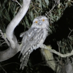 Podargus strigoides (Tawny Frogmouth) at Numeralla, NSW - 28 Jan 2023 by SteveBorkowskis