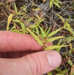 Persicaria prostrata (Creeping Knotweed) at Kowen, ACT - 26 Jan 2023 by WalterEgo