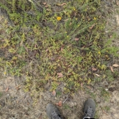 Persicaria prostrata at Kowen, ACT - 27 Jan 2023 09:51 AM