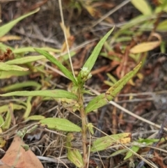 Persicaria prostrata at Kowen, ACT - 27 Jan 2023 09:51 AM