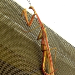 Tenodera australasiae (Purple-winged mantid) at Crooked Corner, NSW - 29 Jan 2023 by Milly