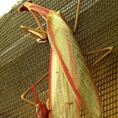 Tenodera australasiae at Crooked Corner, NSW - 29 Jan 2023