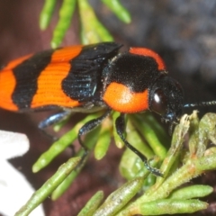 Castiarina gibbicollis at West Wyalong, NSW - 14 Sep 2020 02:28 PM