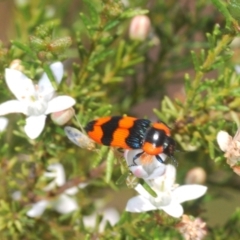 Castiarina gibbicollis at West Wyalong, NSW - 14 Sep 2020 02:28 PM