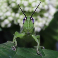 Valanga irregularis (Hedge Grasshopper) at Wellington Point, QLD - 29 Jan 2023 by TimL