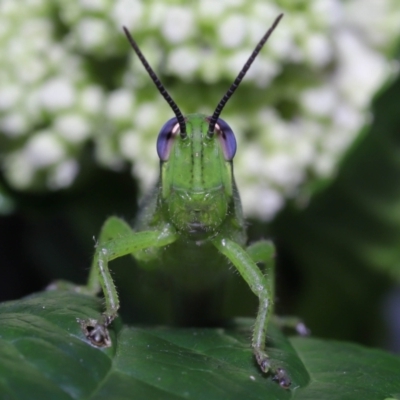 Unidentified Grasshopper (several families) at Wellington Point, QLD - 29 Jan 2023 by TimL