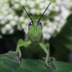 Unidentified Grasshopper (several families) (TBC) at Wellington Point, QLD - 29 Jan 2023 by TimL