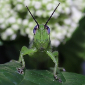Unidentified Grasshopper (several families) (TBC) at suppressed by TimL