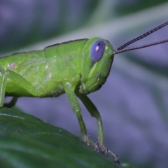 Valanga irregularis at Wellington Point, QLD - suppressed