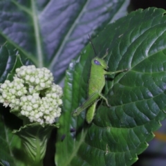 Valanga irregularis at Wellington Point, QLD - suppressed