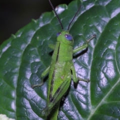 Valanga irregularis at Wellington Point, QLD - suppressed
