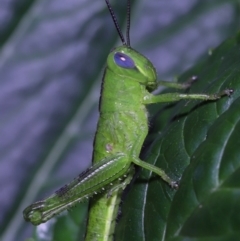 Valanga irregularis at Wellington Point, QLD - suppressed