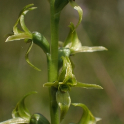 Paraprasophyllum sphacelatum (Large Alpine Leek-orchid) at Yaouk, NSW - 28 Jan 2023 by dan.clark