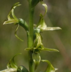 Prasophyllum sphacelatum (Large Alpine Leek-orchid) at Yaouk, NSW - 28 Jan 2023 by dan.clark