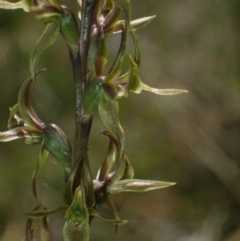 Prasophyllum sphacelatum at Yaouk, NSW - 28 Jan 2023