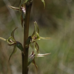 Paraprasophyllum sphacelatum at Yaouk, NSW - suppressed