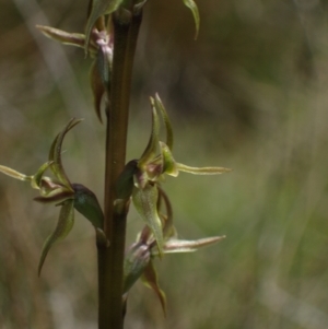 Prasophyllum sphacelatum at Yaouk, NSW - 28 Jan 2023