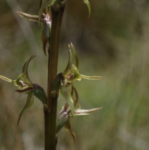 Paraprasophyllum sphacelatum at Yaouk, NSW - suppressed