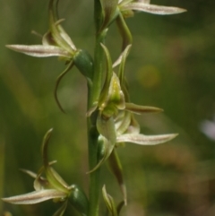 Paraprasophyllum sphacelatum at Yaouk, NSW - suppressed