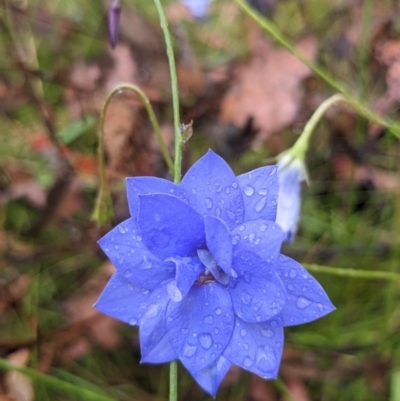 Wahlenbergia sp. (Bluebell) - 29 Jan 2023 by SirWozzle