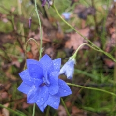 Wahlenbergia sp. at Undefined Area - 29 Jan 2023 02:26 PM