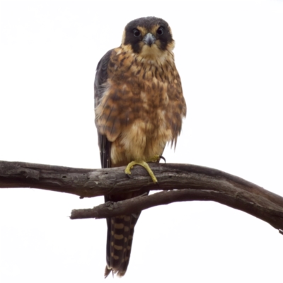 Falco longipennis (Australian Hobby) at Jerrabomberra Wetlands - 29 Jan 2023 by KorinneM