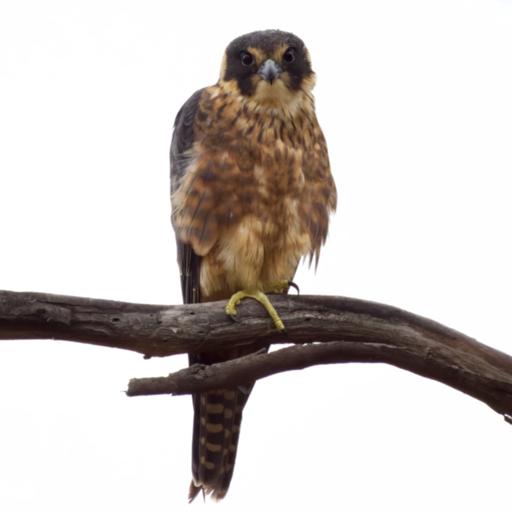 Falco longipennis at Fyshwick, ACT - 29 Jan 2023
