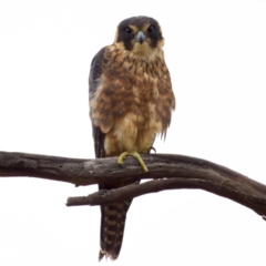 Falco longipennis (Australian Hobby) at Fyshwick, ACT - 29 Jan 2023 by KorinneM
