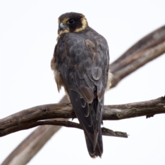 Falco longipennis at Fyshwick, ACT - 29 Jan 2023