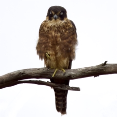 Falco longipennis at Fyshwick, ACT - 29 Jan 2023