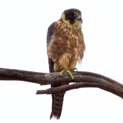 Falco longipennis at Fyshwick, ACT - 29 Jan 2023