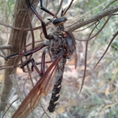 Chrysopogon muelleri (Robber fly) at Paddys River, ACT - 21 Jan 2023 by mlech