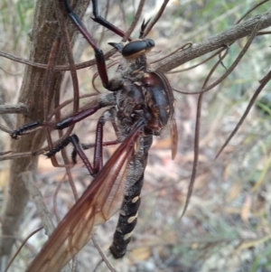 Chrysopogon muelleri at Paddys River, ACT - 22 Jan 2023