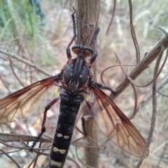 Chrysopogon muelleri at Paddys River, ACT - 22 Jan 2023 09:20 AM