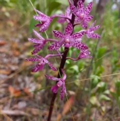 Dipodium punctatum (Blotched Hyacinth Orchid) at Paddys River, ACT - 21 Jan 2023 by mlech