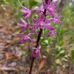 Dipodium punctatum (Blotched Hyacinth Orchid) at Paddys River, ACT - 22 Jan 2023 by mlech