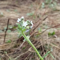 Cynoglossum australe (Australian Forget-me-not) at Wanniassa Hill - 29 Jan 2023 by KumikoCallaway