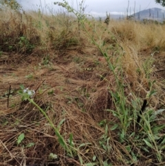 Cynoglossum australe at Fadden, ACT - 30 Jan 2023