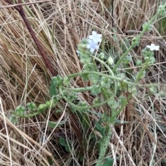 Cynoglossum australe at Fadden, ACT - 30 Jan 2023 08:50 AM